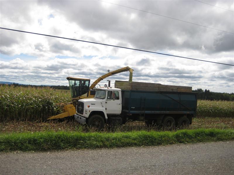 Chopping Corn 2010