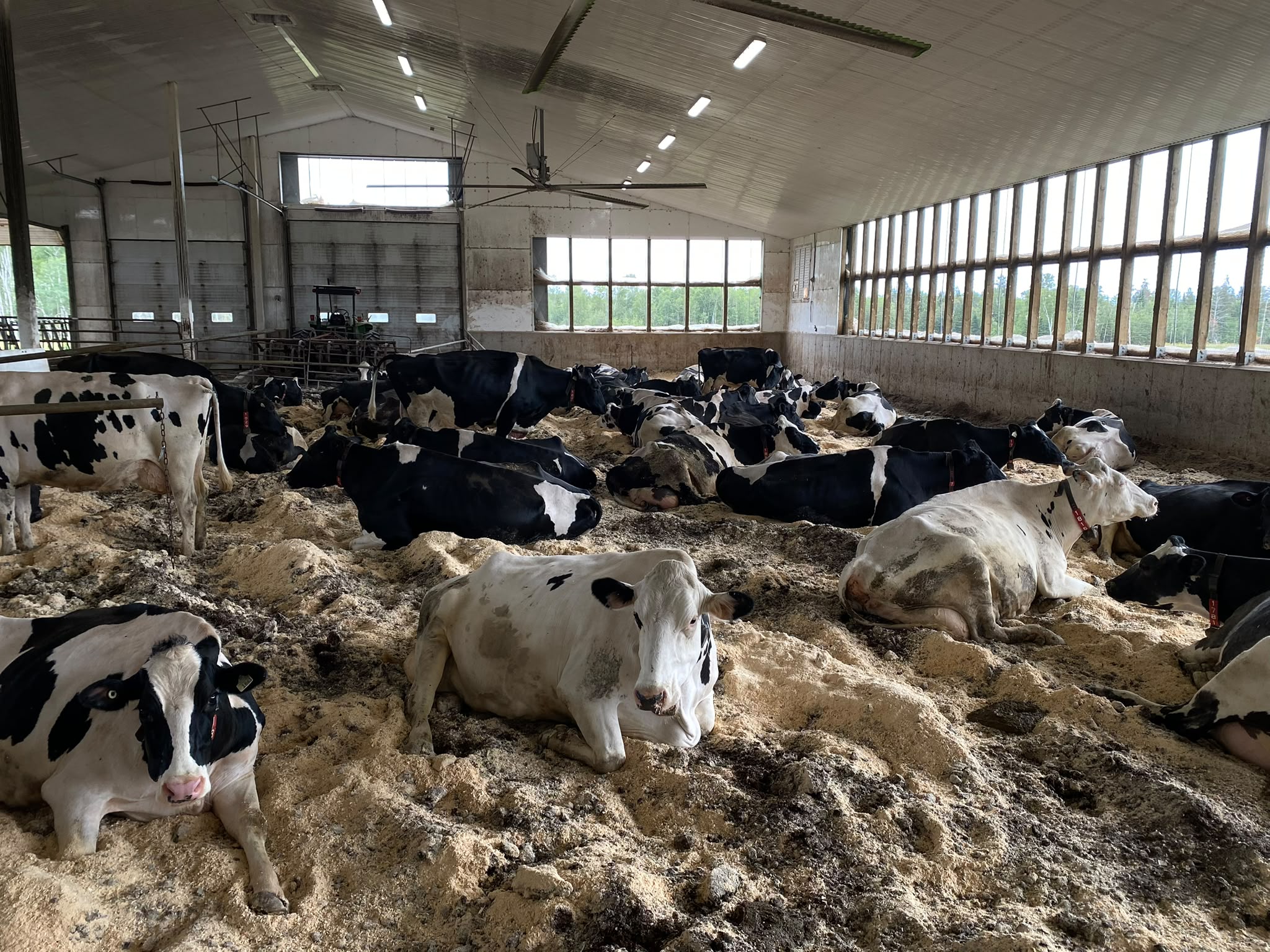 Happy Cows
